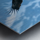 Fishing Bald Eagle Metal print