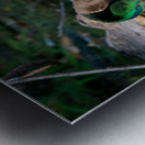 Male Mallard Duck Reflection Metal print