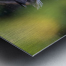 Female Mallard Duck Reflection Metal print