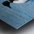 Common Loon Metal print