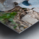 Great Blue Heron Metal print