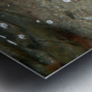 American Bullfrog Taking a Swim Metal print