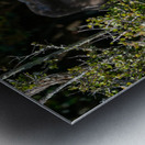 Yellow-eyed Penguin Metal print