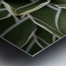 Agave Victoria-reginae Plant Impression metal