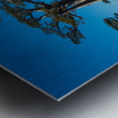 Avenue of the Baobabs Metal print