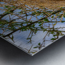 Rufous-tailed Weaver Metal print