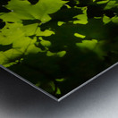 Maple Leaves Metal print