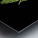 Carrot Love Metal print