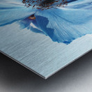 Himalayan Blue Poppy Flowers Impression metal
