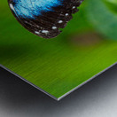 Achilles Blue Morpho Butterfly Impression metal
