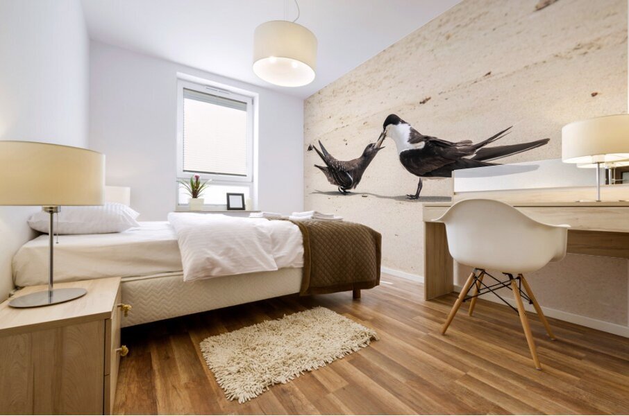 Sooty Tern Couple Mural print
