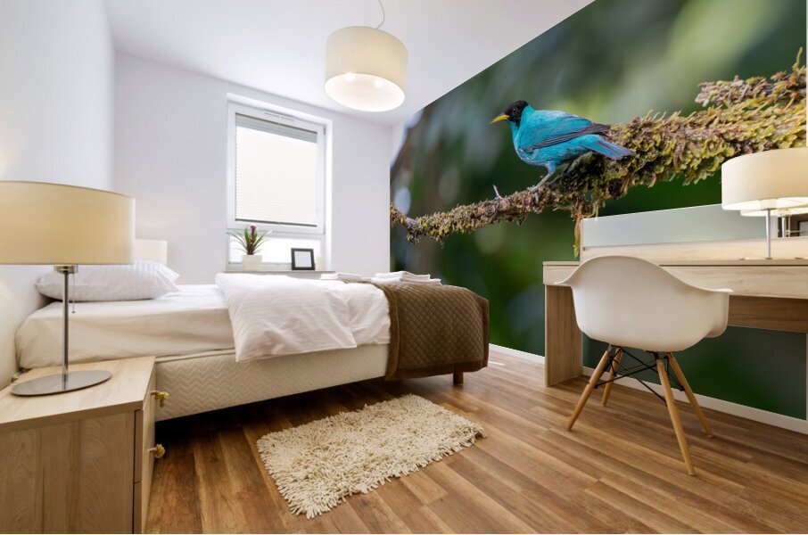 Green Honeycreeper Mural print