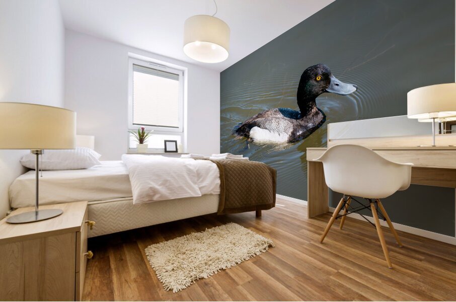 Greater Scaup Impression murale