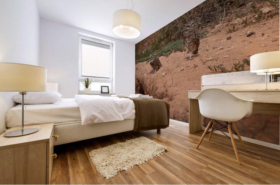 Burrowing Owls Mural print