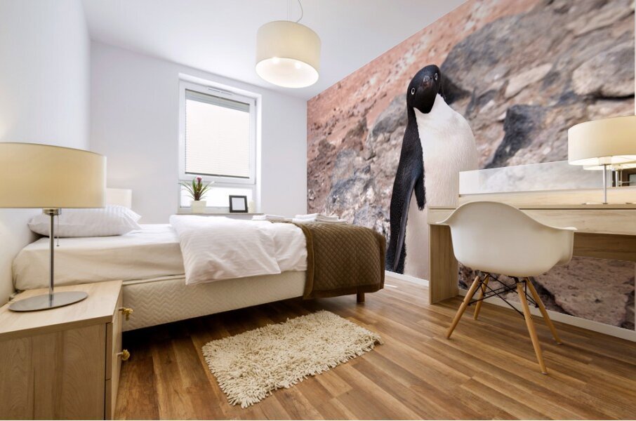 Curious Adelie Penguin Mural print