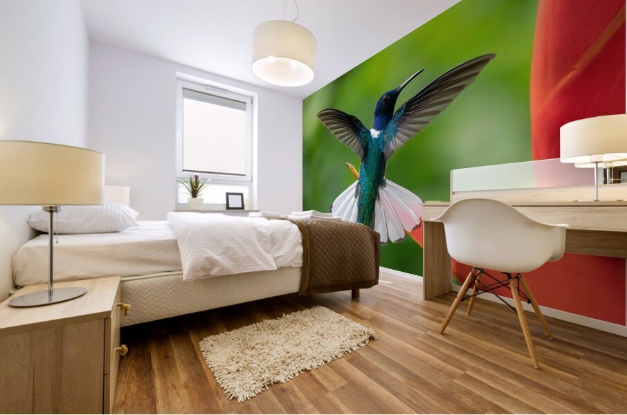 Handsome White-Necked Jacobin Mural print