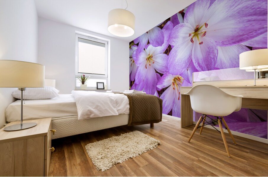 Purple Crocus Flowers Mural print