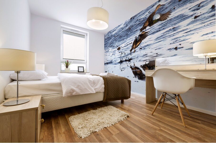 Blue-Winged Teal Mural print