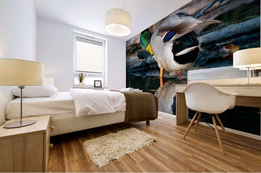 Male Mallard Duck Reflection Mural print