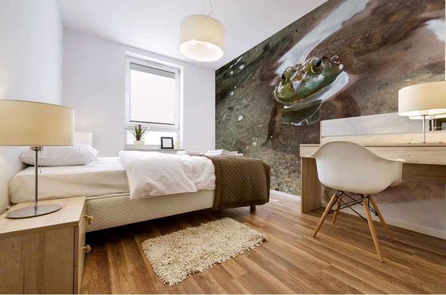 American Bullfrog Taking a Swim Mural print