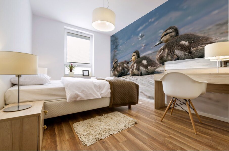 Mallard Ducklings Mural print