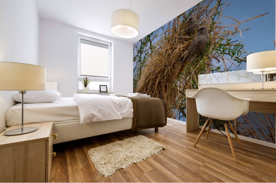 Rufous-tailed Weaver Mural print