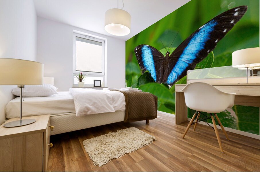 Achilles Blue Morpho Butterfly Mural print