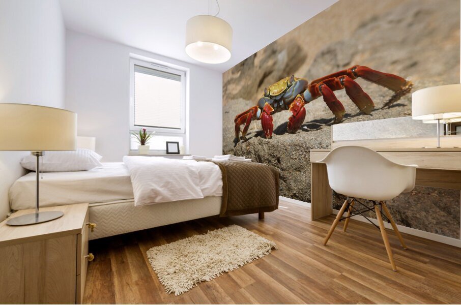 Sally Lightfoot Crab Mural print