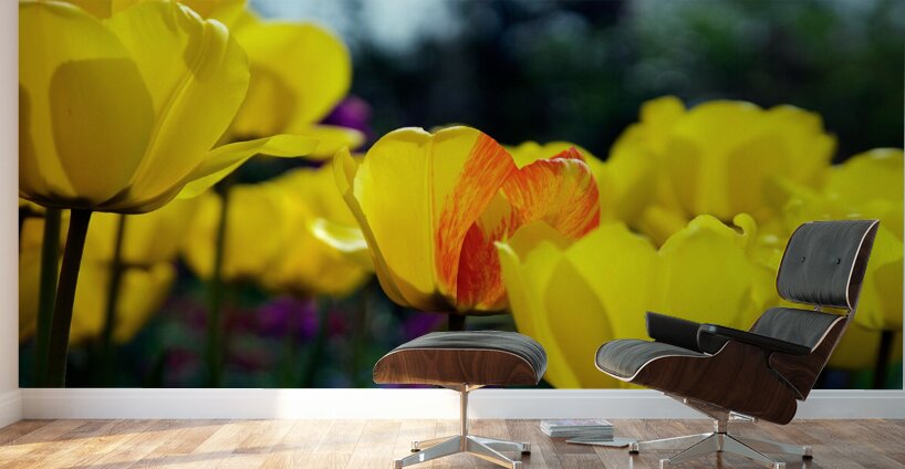 Being Different Is Special Wall Murals