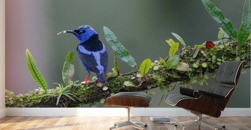 Red-legged Honeycreeper Wall Murals