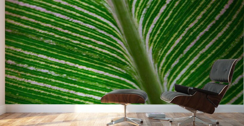 Green Calathea Leave Wall Murals