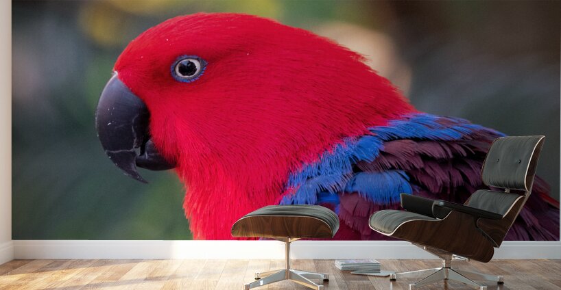 Eclectus Parrot Wall Murals