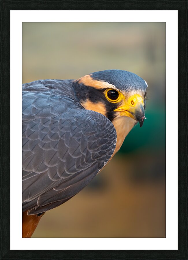 Aplomado Falcon Picture Frame print