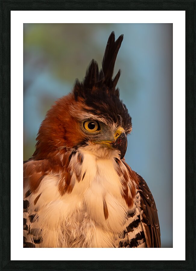 Ornate hawk-eagle Picture Frame print