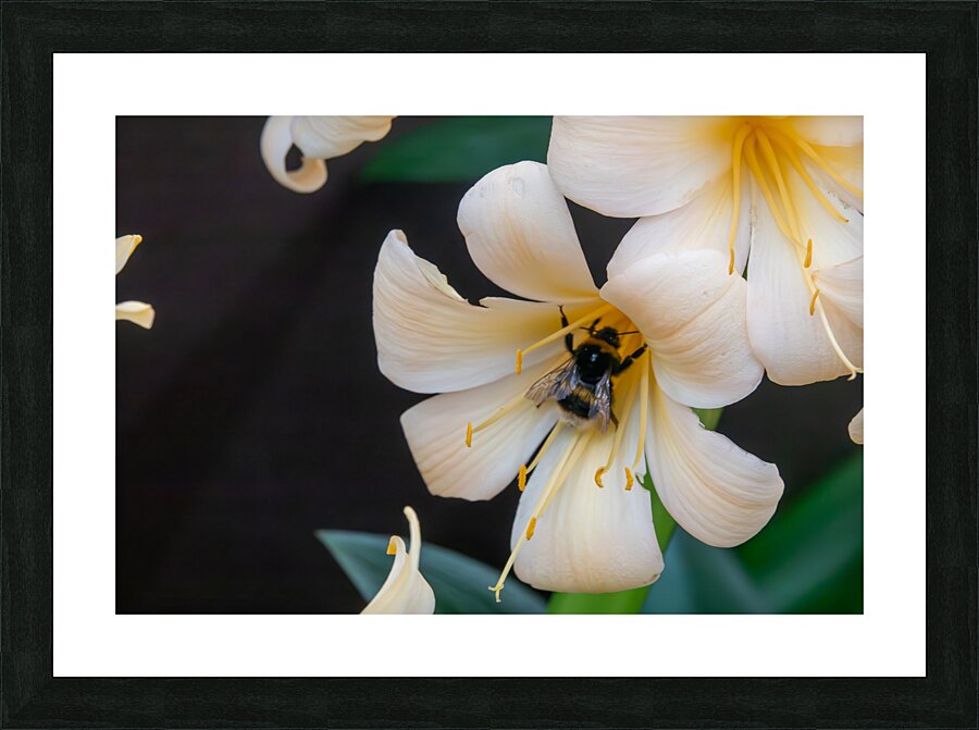 Bumblebee on a Royal lily Picture Frame print