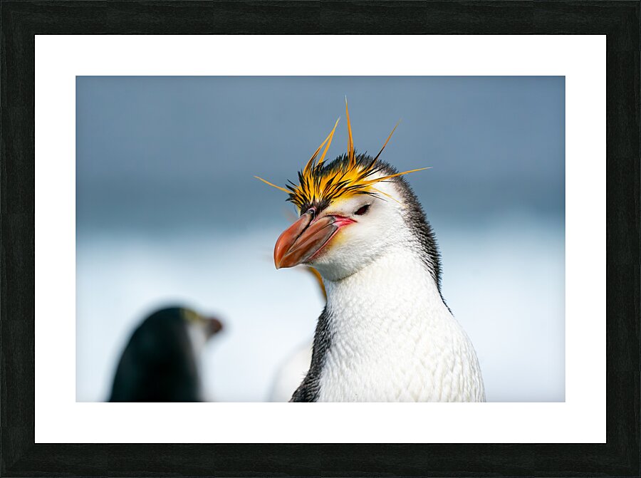 Royal Penguin Picture Frame print