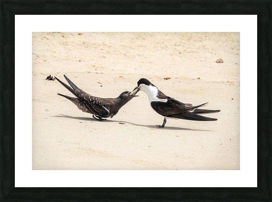 Sooty Tern Couple Picture Frame print
