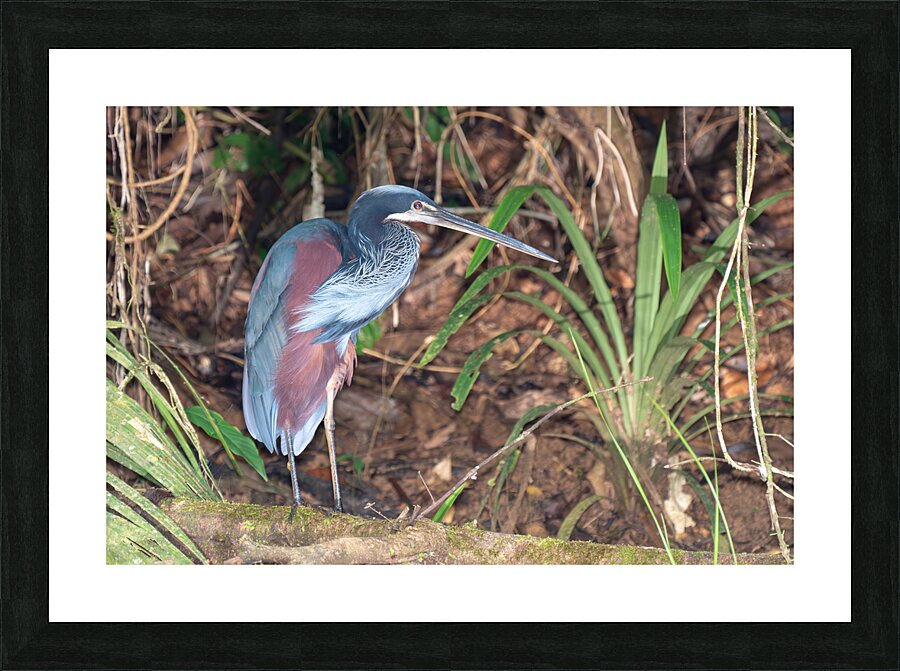 Agami Heron Picture Frame print