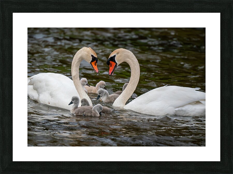 Mute Swans Picture Frame print