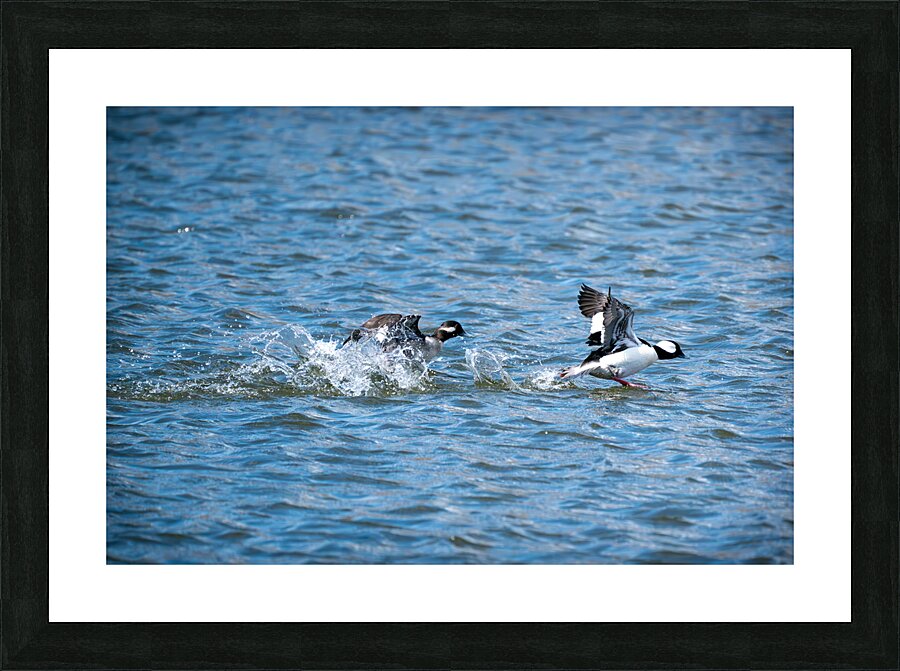 Bufflehead Ducks Picture Frame print