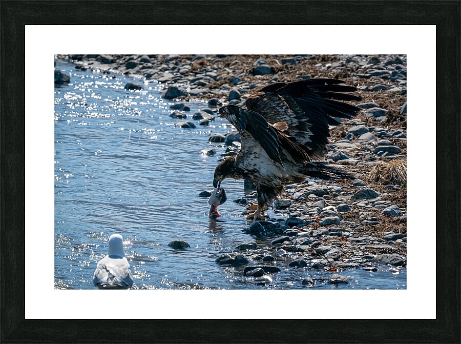 Juvenile Bald Eagle Picture Frame print