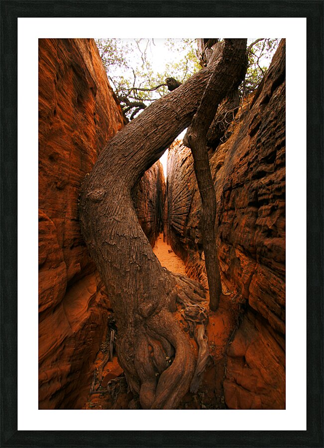 Red Rock Canyon Tree Picture Frame print