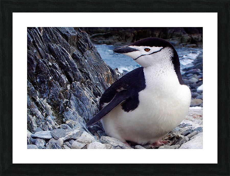 Chinstrap Penguin Picture Frame print