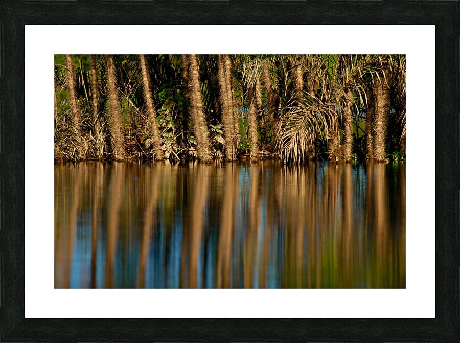 Reflections In The Amazon Picture Frame print