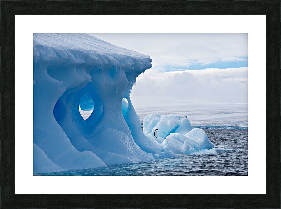 Lone Penguin Picture Frame print