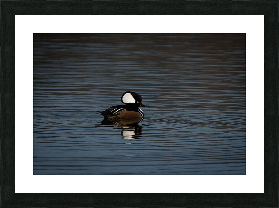 Hooded Merganser Picture Frame print