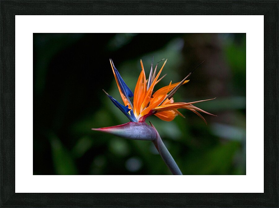 Bird of Paradise Flower Picture Frame print