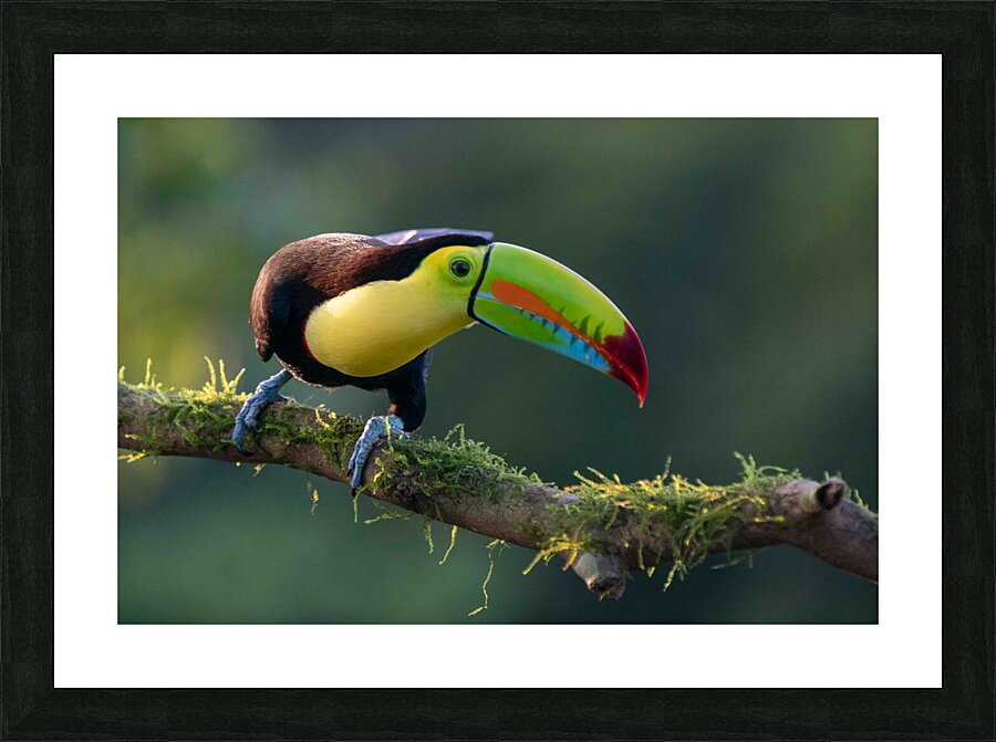 Keel-Billed Toucan Picture Frame print