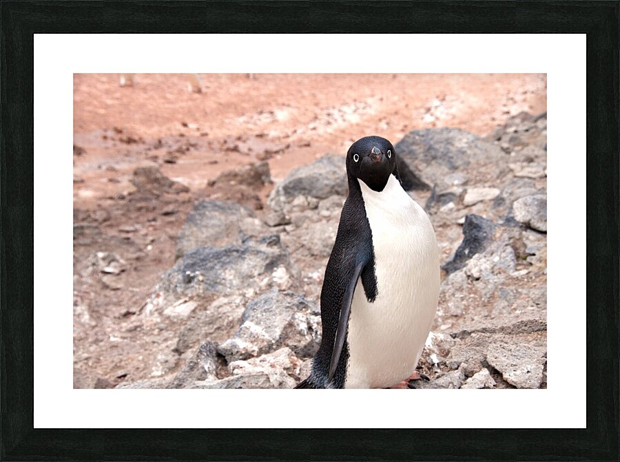 Curious Adelie Penguin Picture Frame print