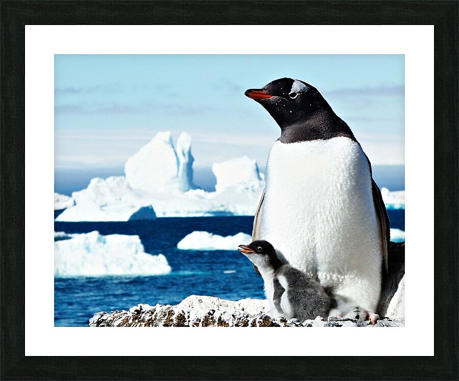 Gentoo Mother and Baby Penguins Picture Frame print